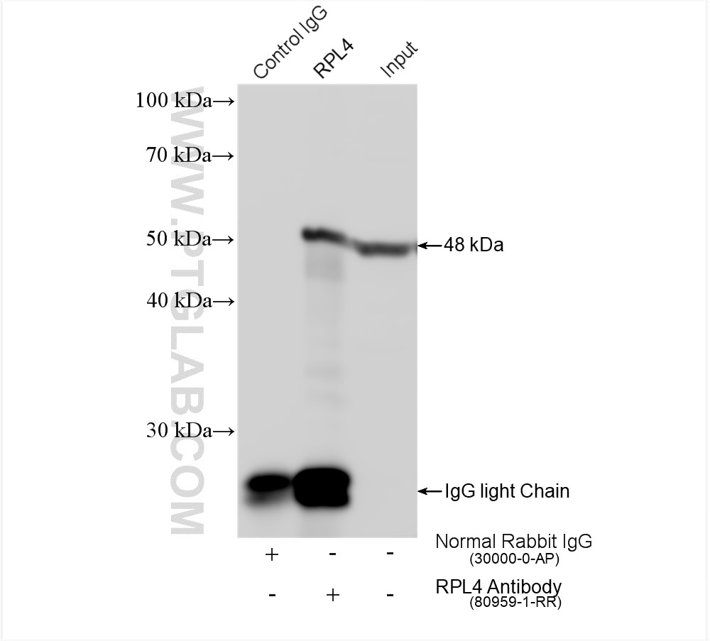 Immunoprecipitation (IP) experiment of HeLa cells using Ribosomal protein L4 Recombinant antibody (80959-1-RR)