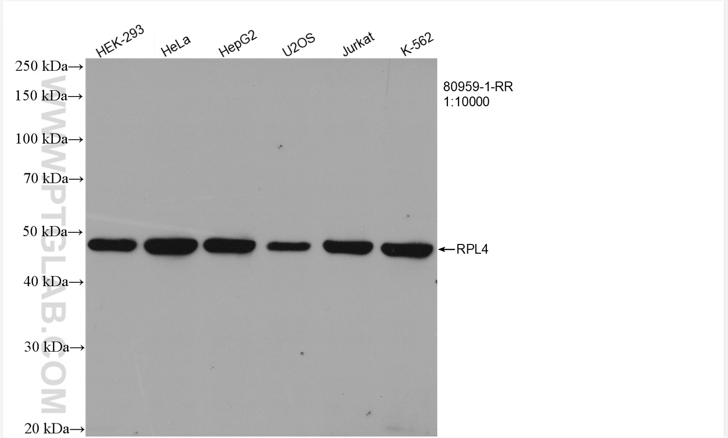 Western Blot (WB) analysis of various lysates using Ribosomal protein L4 Recombinant antibody (80959-1-RR)