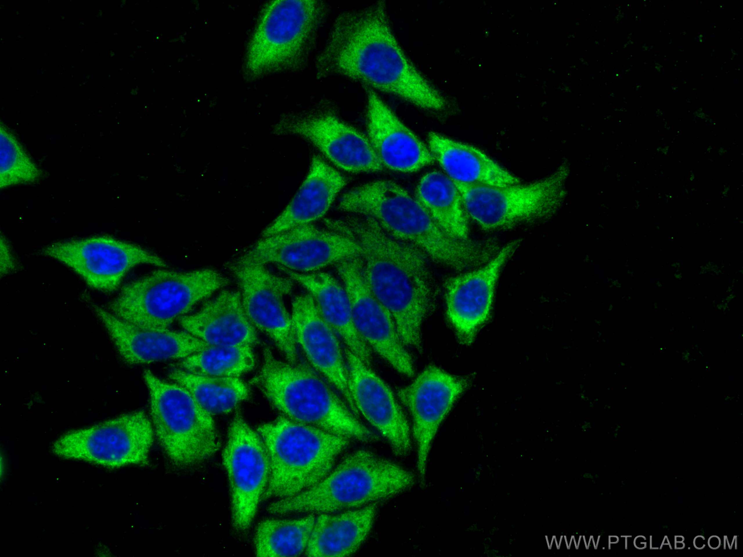 IF Staining of HepG2 using CL488-67028