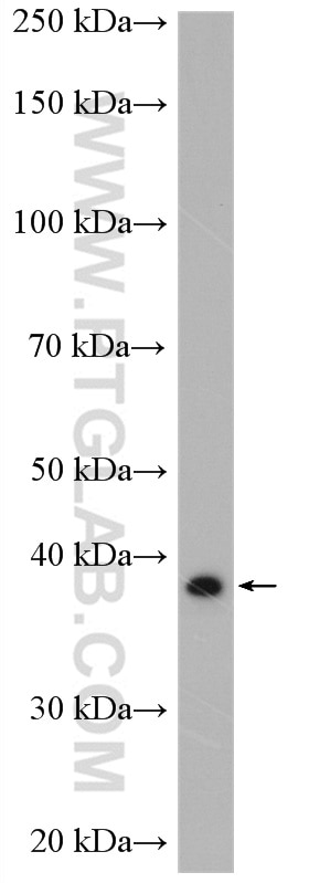 WB analysis of THP-1 using 27865-1-AP