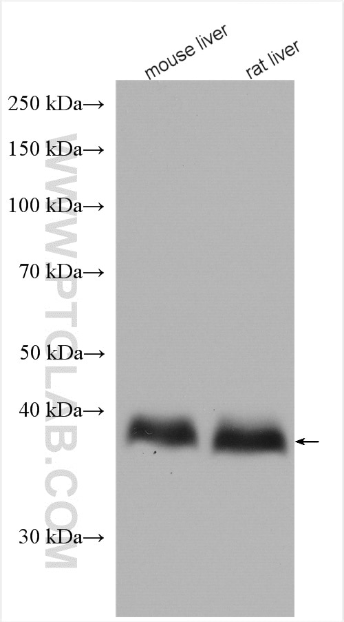 Western Blot (WB) analysis of various lysates using RyDEN Polyclonal antibody (27865-1-AP)