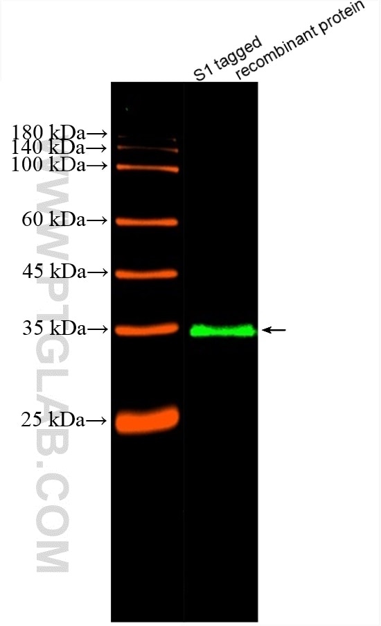 Western Blot (WB) analysis of various lysates using CoraLite® Plus 488-conjugated S1 tag Monoclonal an (CL488-66165)