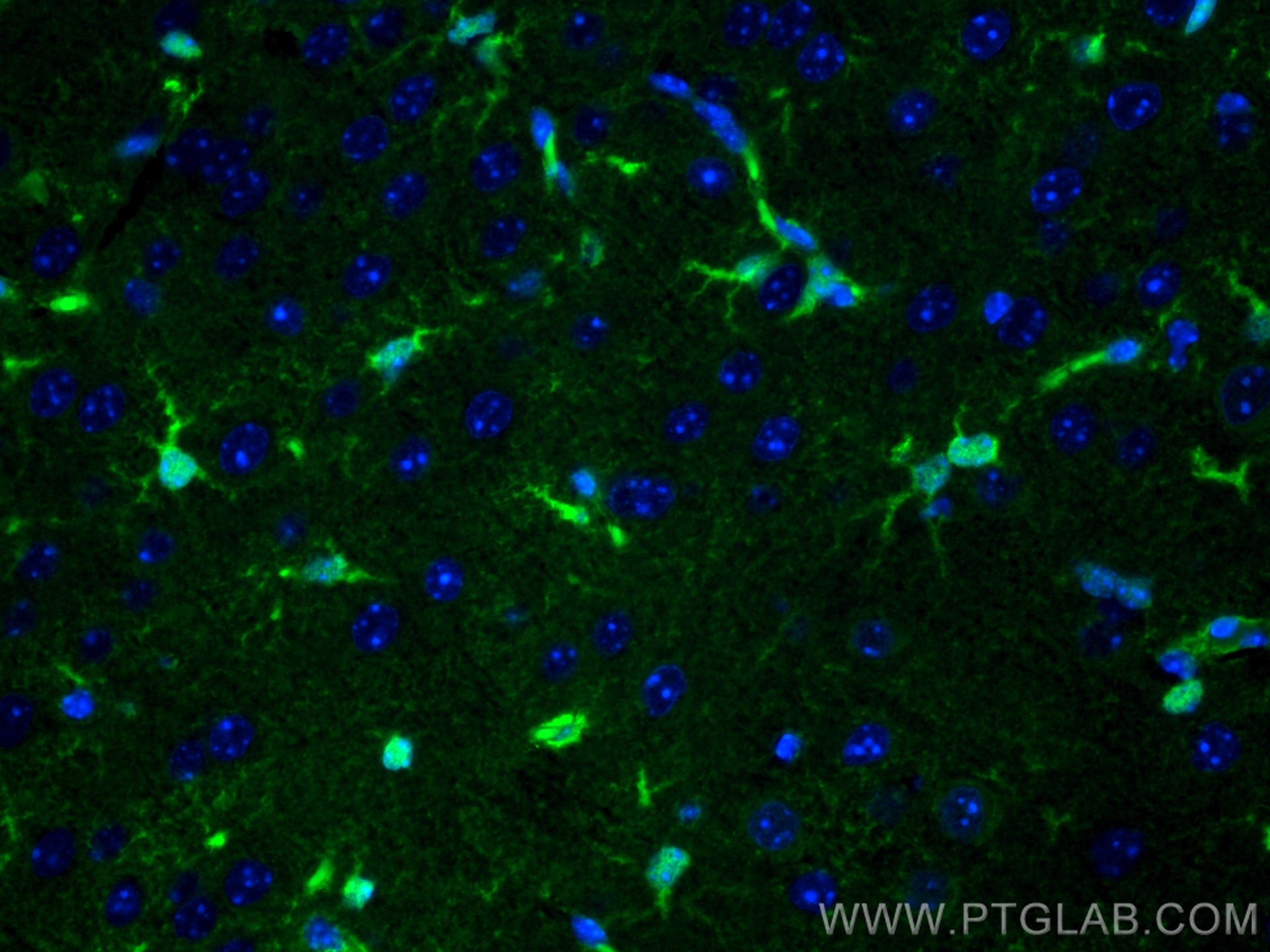 Immunofluorescence (IF) / fluorescent staining of mouse brain tissue using CoraLite® Plus 488-conjugated S100 Beta Polyclonal (CL488-15146)