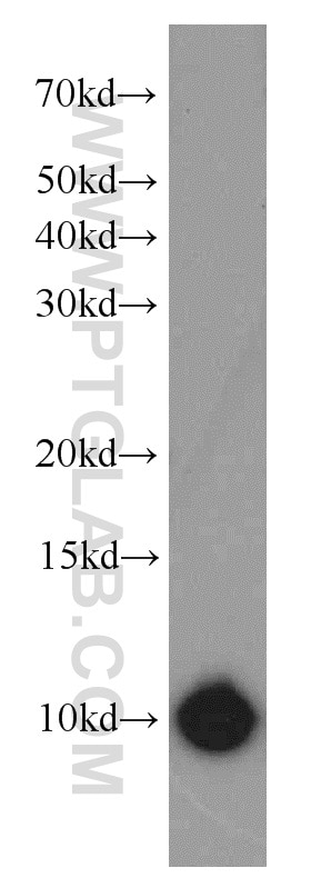 Western Blot (WB) analysis of human heart tissue using S100A1 Polyclonal antibody (16027-1-AP)