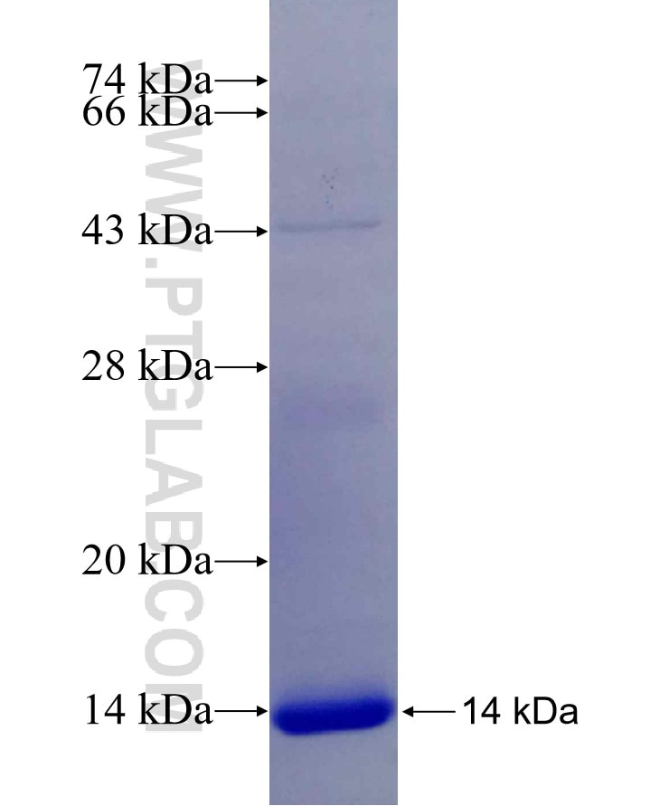 S100A1 fusion protein Ag19544 SDS-PAGE