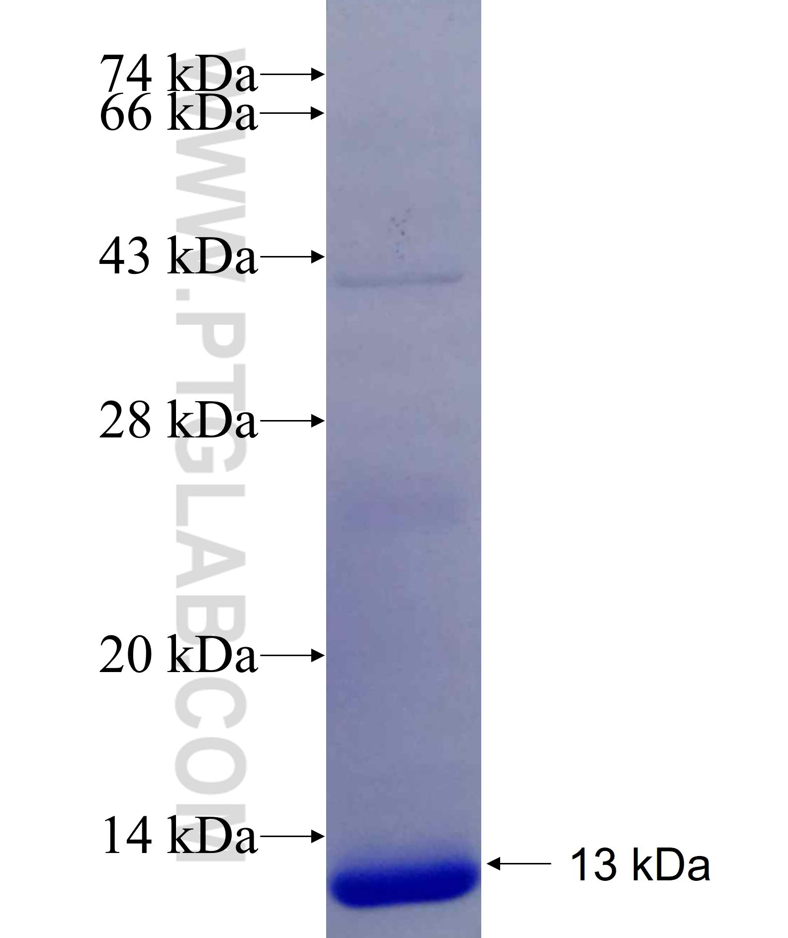 S100A1 fusion protein Ag19544 SDS-PAGE