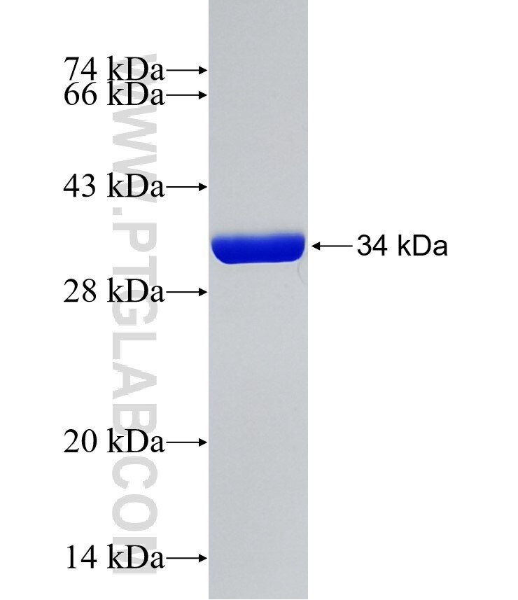 S100A1 fusion protein Ag8871 SDS-PAGE