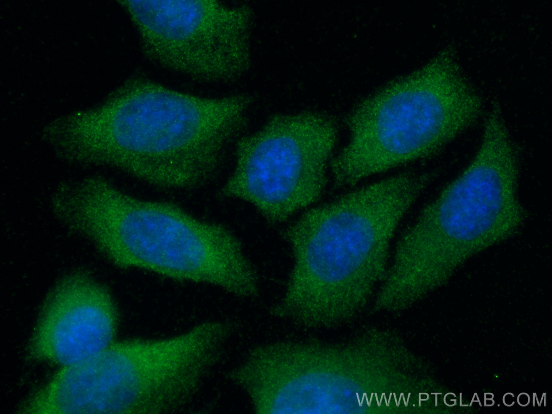 Immunofluorescence (IF) / fluorescent staining of HepG2 cells using S100A10 Polyclonal antibody (11250-1-AP)