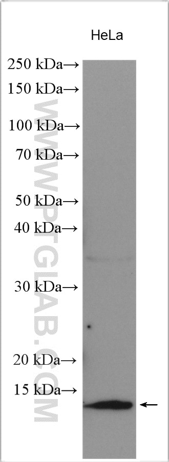 WB analysis using 11250-1-AP