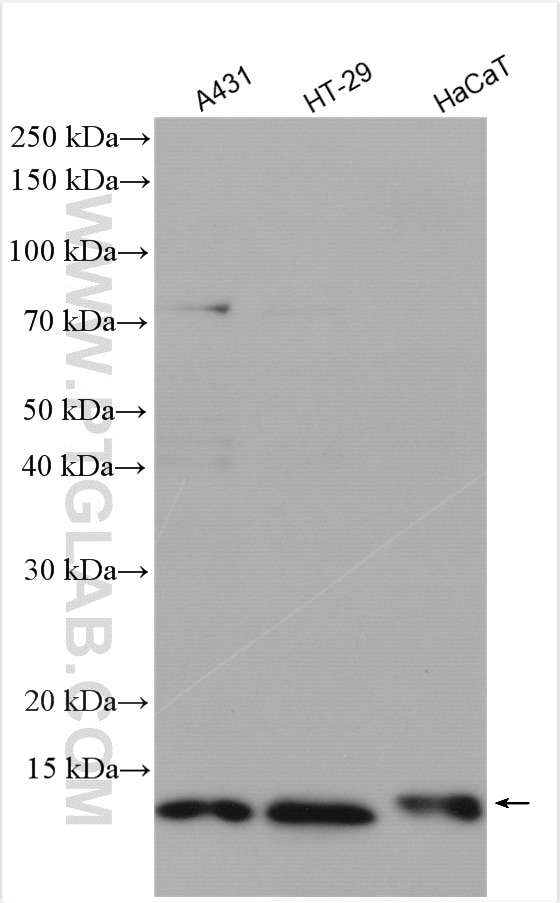 Western Blot (WB) analysis of various lysates using S100A10 Polyclonal antibody (11250-1-AP)