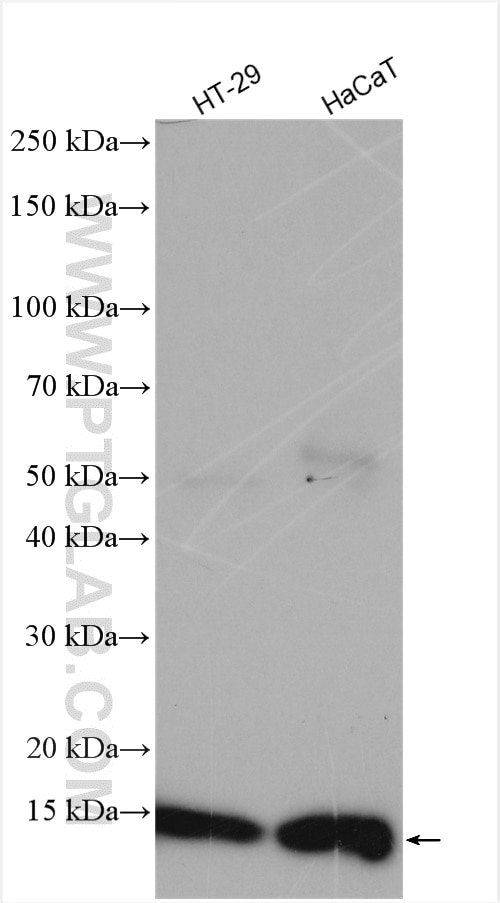 Western Blot (WB) analysis of various lysates using S100A10 Polyclonal antibody (11250-1-AP)