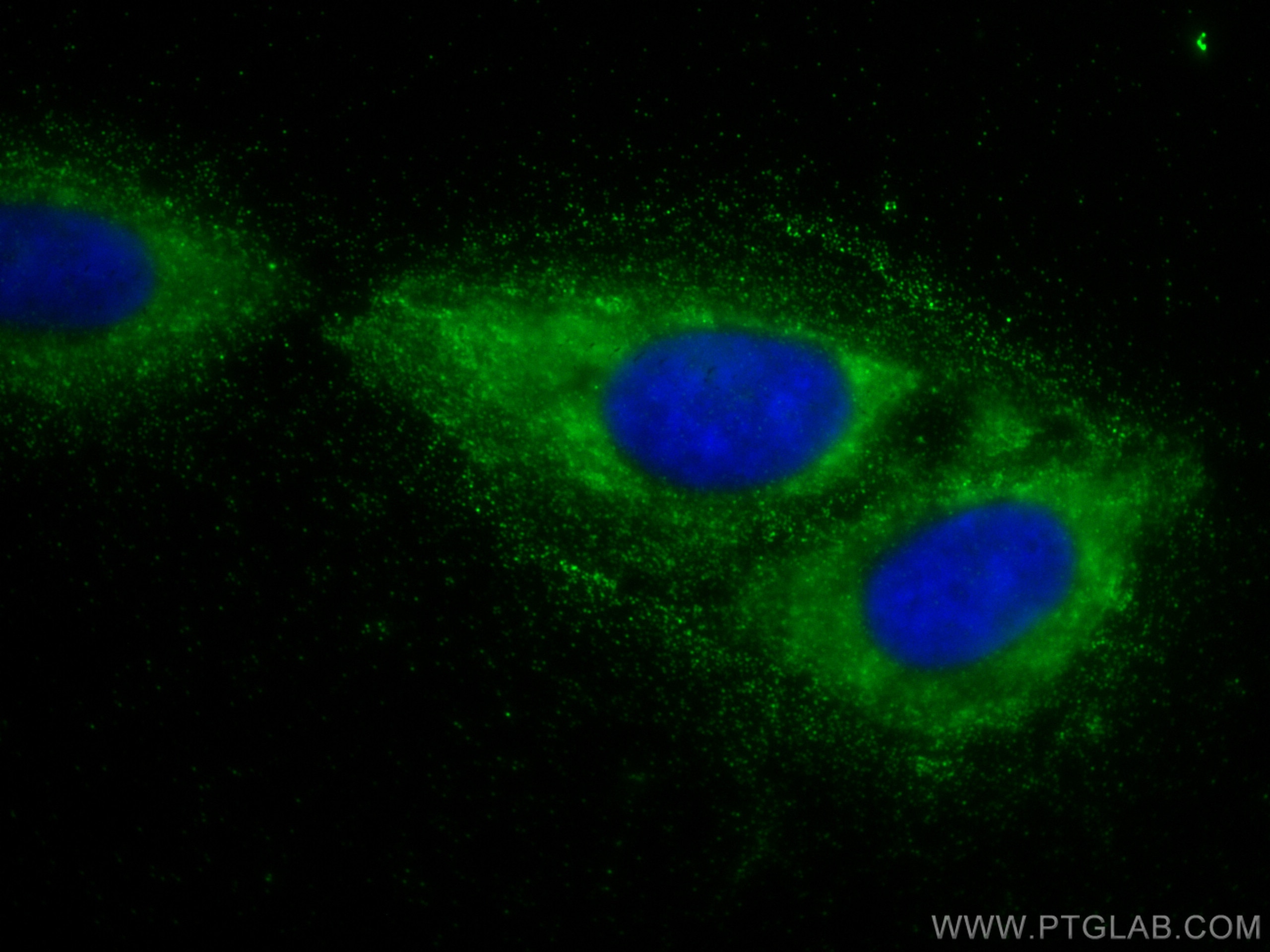 Immunofluorescence (IF) / fluorescent staining of Saos-2 cells using S100A10 Monoclonal antibody (66227-1-Ig)