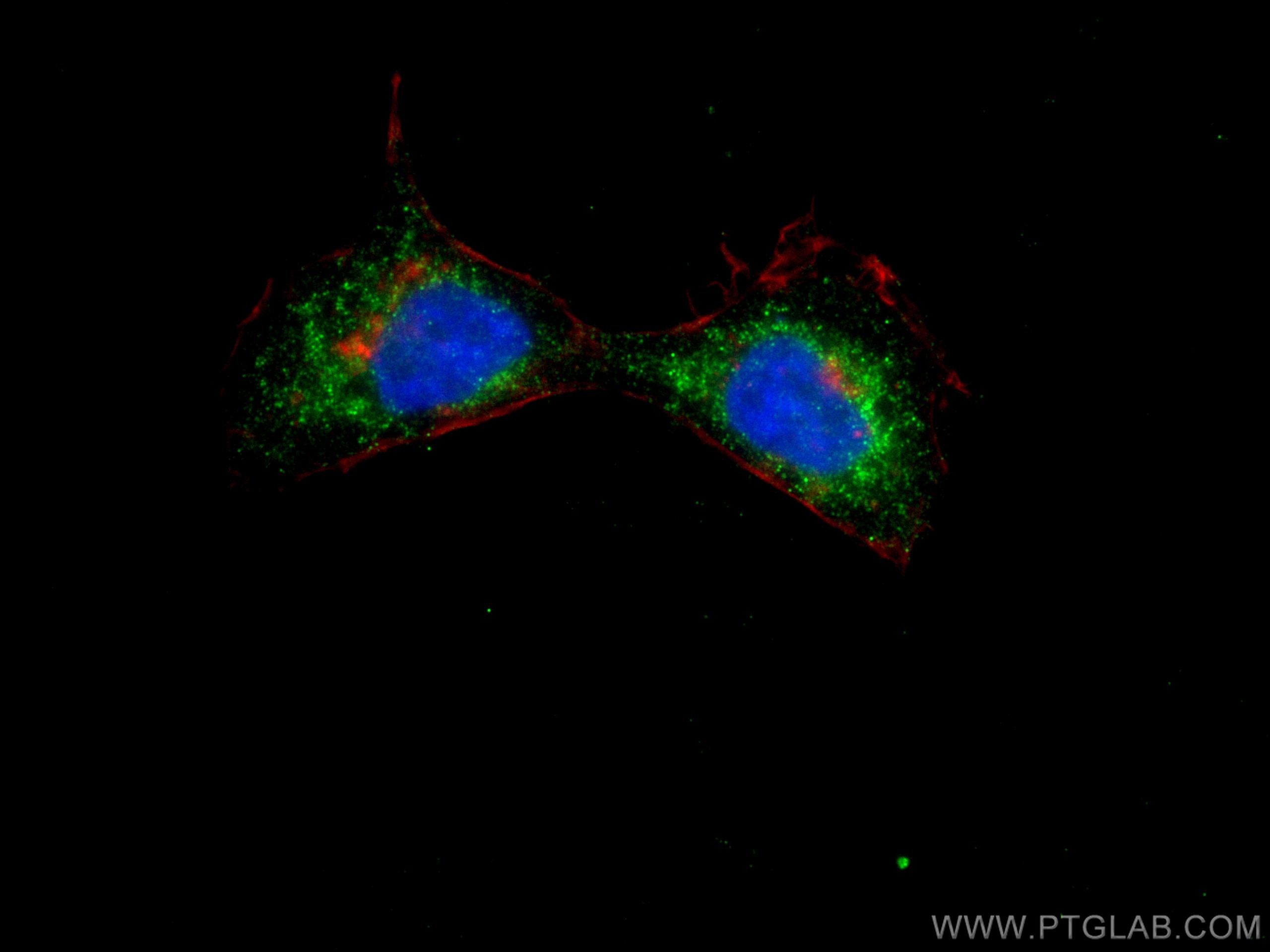 Immunofluorescence (IF) / fluorescent staining of A431 cells using CoraLite® Plus 488-conjugated S100A10 Monoclonal a (CL488-66227)