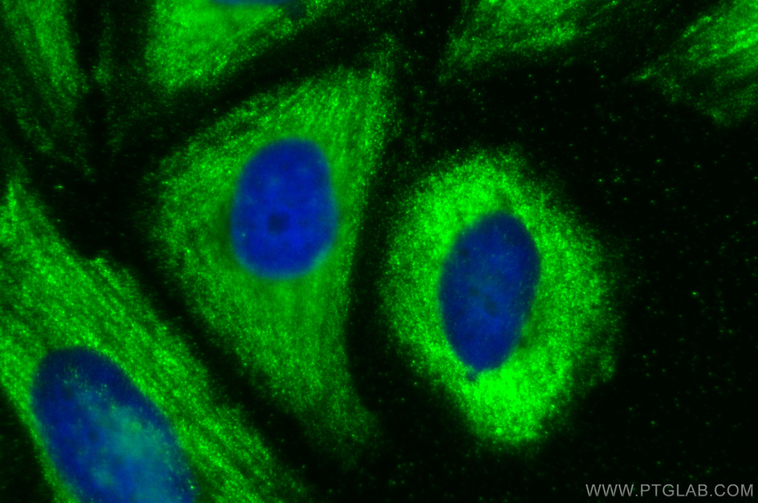 Immunofluorescence (IF) / fluorescent staining of Saos-2 cells using CoraLite® Plus 488-conjugated S100A10 Monoclonal a (CL488-66227)