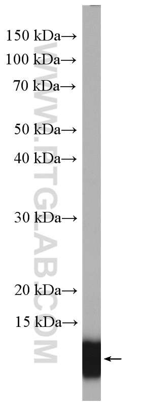 Western Blot (WB) analysis of BxPC-3 cells using S100A11 Polyclonal antibody (10237-1-AP)