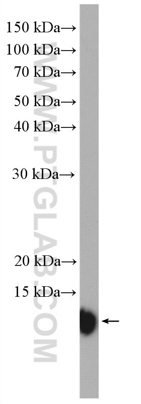 Western Blot (WB) analysis of PC-12 cells using S100A11 Polyclonal antibody (10237-1-AP)