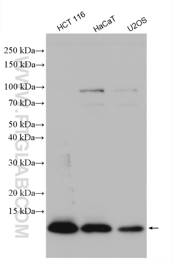 Western Blot (WB) analysis of various lysates using S100A11 Polyclonal antibody (10237-1-AP)
