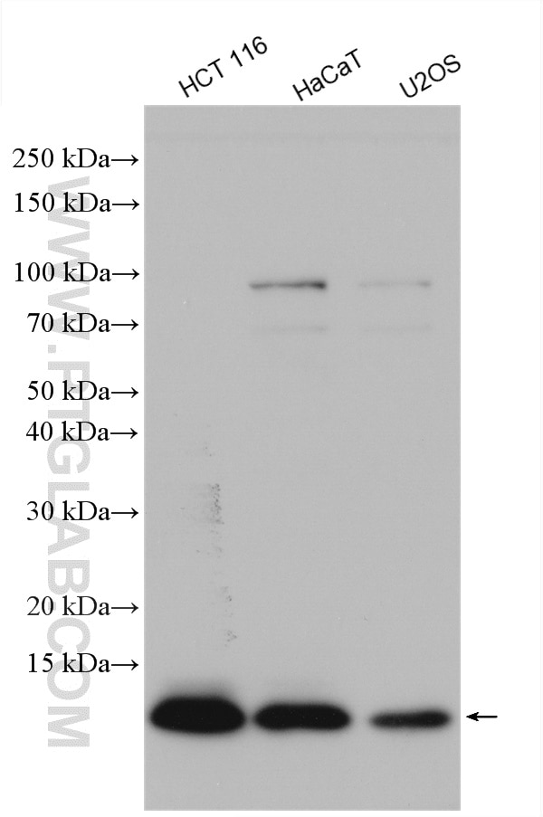 WB analysis using 10237-1-AP