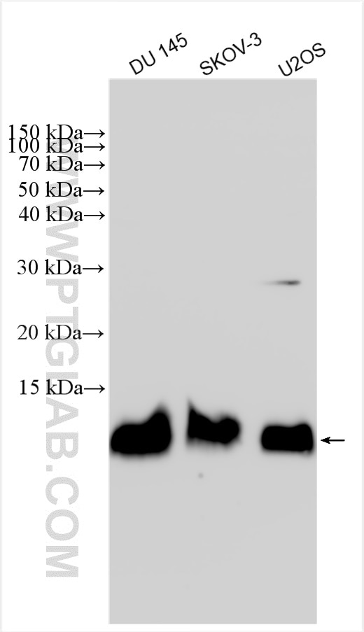 Western Blot (WB) analysis of various lysates using S100A11 Polyclonal antibody (10237-1-AP)