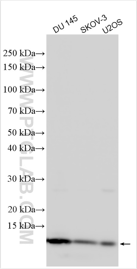 Western Blot (WB) analysis of various lysates using S100A11 Polyclonal antibody (10237-1-AP)