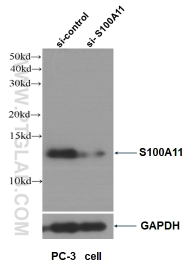 Western Blot (WB) analysis of PC-3 cells using S100A11 Polyclonal antibody (10237-1-AP)