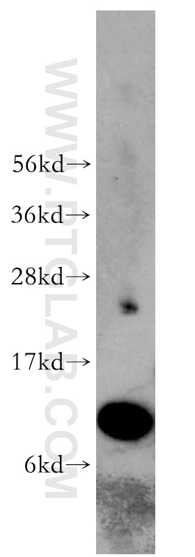 Western Blot (WB) analysis of human lung tissue using S100A11 Polyclonal antibody (10237-1-AP)