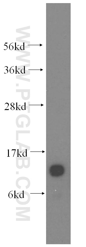 Western Blot (WB) analysis of HEK-293 cells using S100A11 Polyclonal antibody (10237-1-AP)