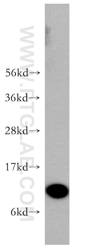 Western Blot (WB) analysis of human heart tissue using S100A11 Polyclonal antibody (10237-1-AP)