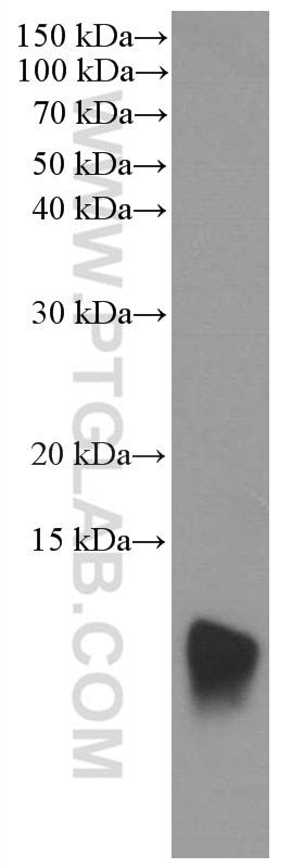 Western Blot (WB) analysis of BxPC-3 cells using S100A11 Monoclonal antibody (60024-1-Ig)