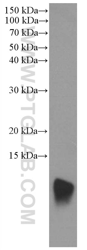 WB analysis of BxPC-3 using 60024-1-Ig