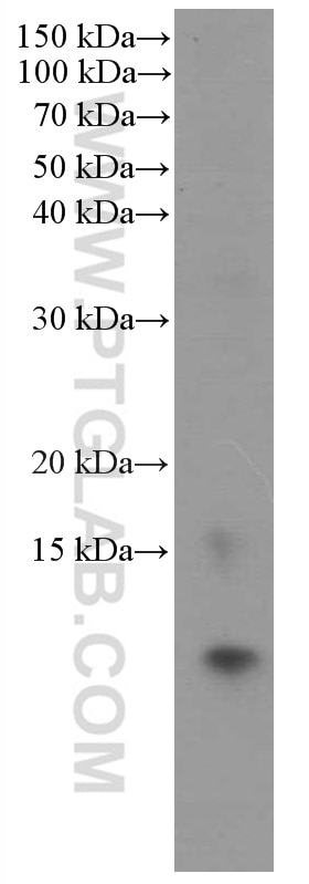 Western Blot (WB) analysis of DU 145 cells using S100A11 Monoclonal antibody (60024-1-Ig)