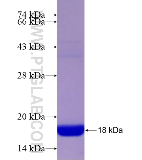 S100A11 fusion protein Ag16676 SDS-PAGE