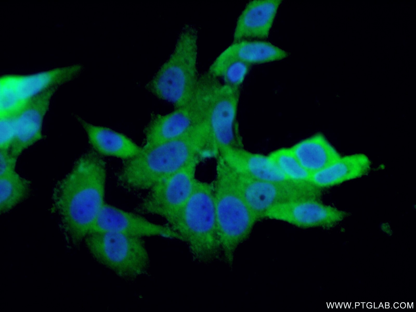 Immunofluorescence (IF) / fluorescent staining of MCF-7 cells using S100A13 Polyclonal antibody (14987-1-AP)