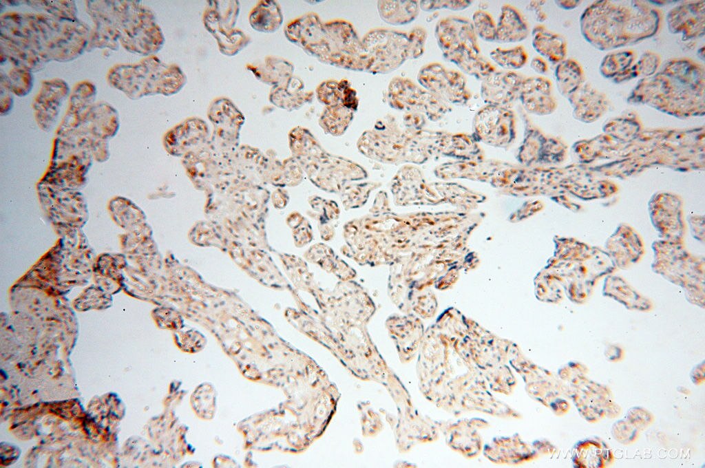 Immunohistochemistry (IHC) staining of human placenta tissue using S100A13 Polyclonal antibody (14987-1-AP)