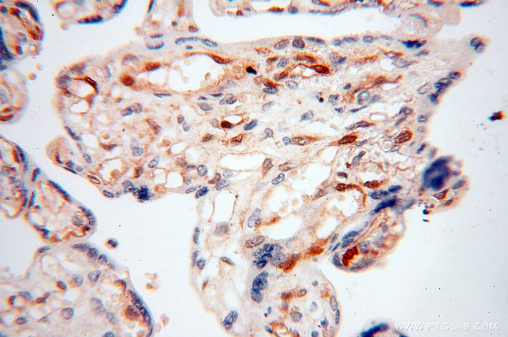 Immunohistochemistry (IHC) staining of human placenta tissue using S100A13 Polyclonal antibody (14987-1-AP)