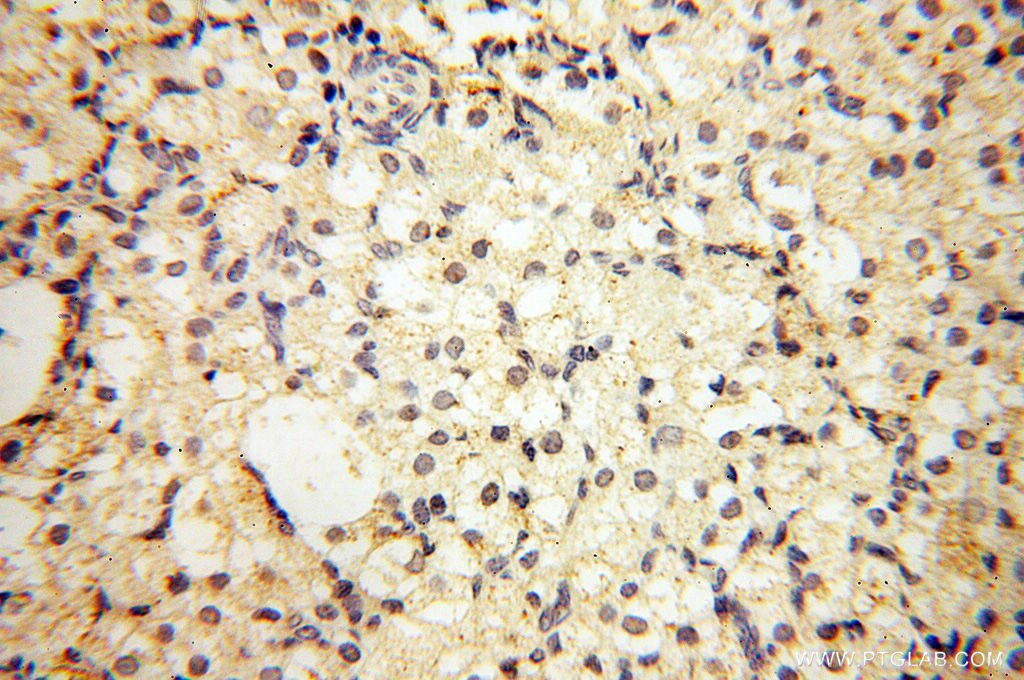 Immunohistochemistry (IHC) staining of human ovary tissue using S100A13 Polyclonal antibody (14987-1-AP)