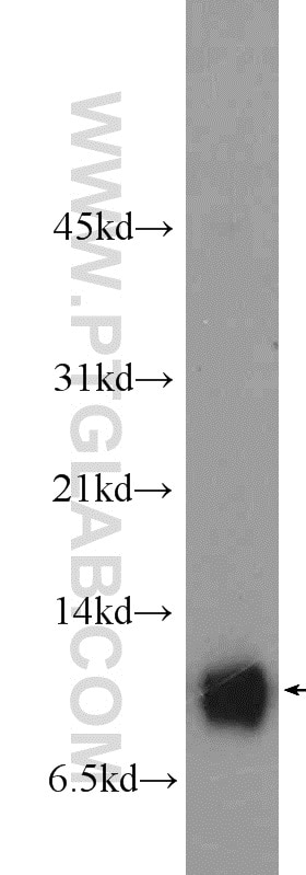 Western Blot (WB) analysis of MCF-7 cells using S100A13 Polyclonal antibody (14987-1-AP)