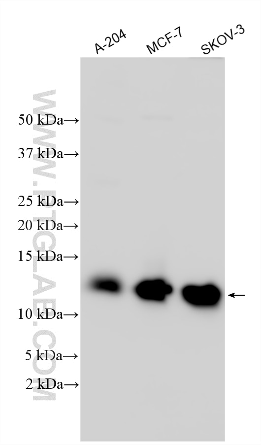 Western Blot (WB) analysis of various lysates using S100A13 Polyclonal antibody (14987-1-AP)