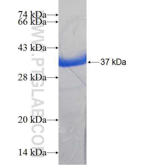 S100A13 fusion protein Ag6971 SDS-PAGE