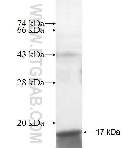 S100A13 fusion protein Ag7238 SDS-PAGE