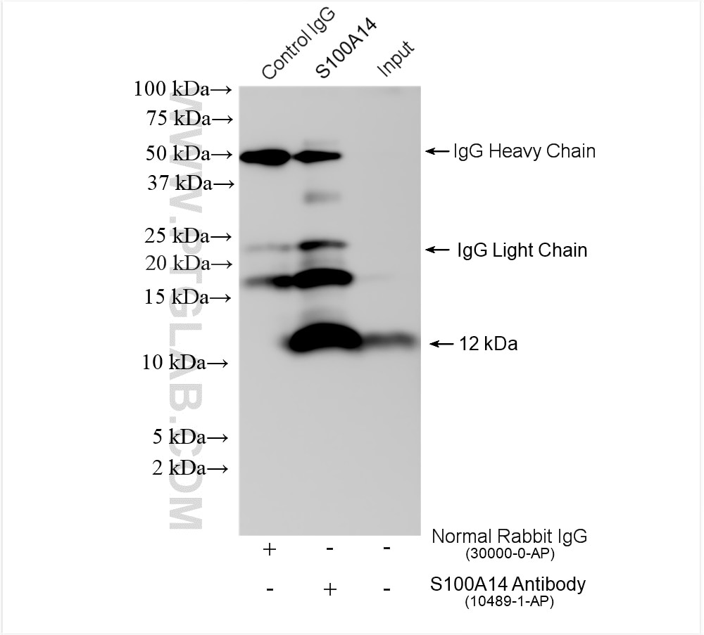 Immunoprecipitation (IP) experiment of MCF-7 cells using S100A14 Polyclonal antibody (10489-1-AP)