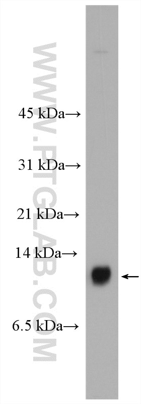 Western Blot (WB) analysis of MCF-7 cells using S100A14 Polyclonal antibody (10489-1-AP)