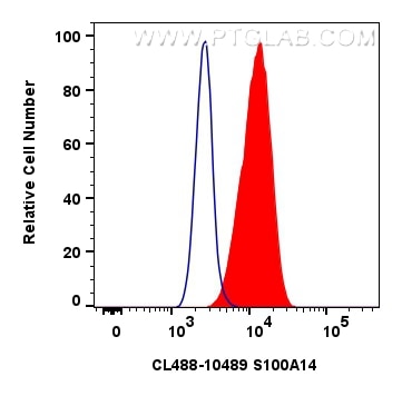 Flow cytometry (FC) experiment of HeLa cells using CoraLite® Plus 488-conjugated S100A14 Polyclonal a (CL488-10489)