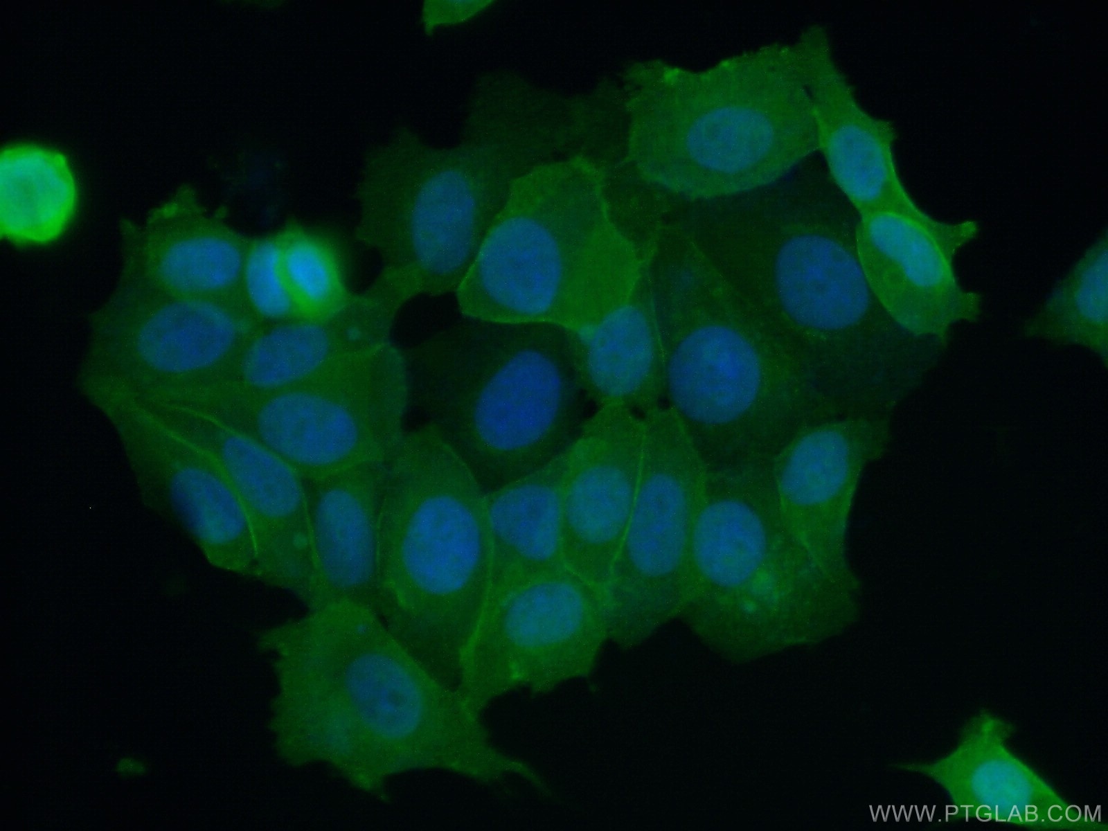 Immunofluorescence (IF) / fluorescent staining of MCF-7 cells using S100A16 Polyclonal antibody (11456-1-AP)