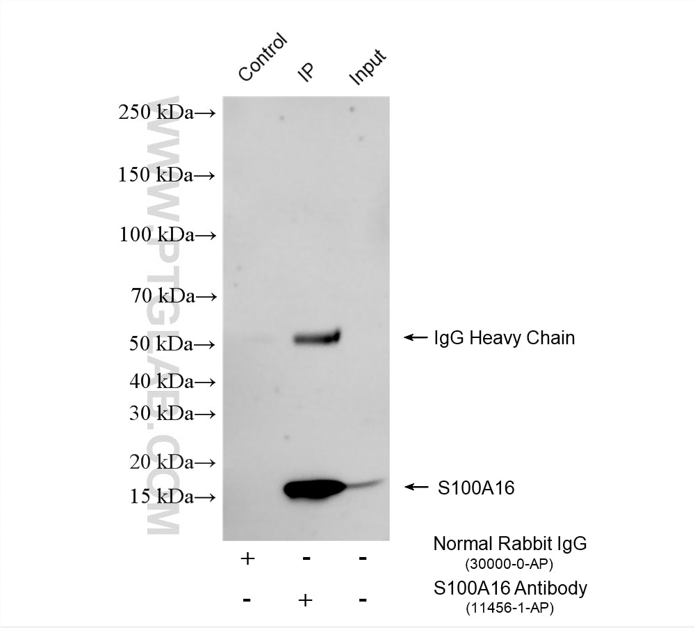 Immunoprecipitation (IP) experiment of mouse brain tissue using S100A16 Polyclonal antibody (11456-1-AP)