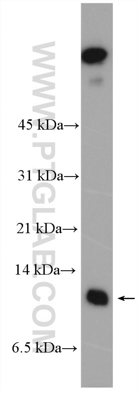 Western Blot (WB) analysis of MCF-7 cells using S100A16 Polyclonal antibody (11456-1-AP)