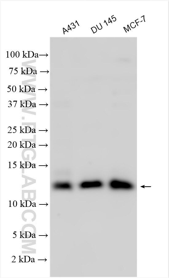 Western Blot (WB) analysis of various lysates using S100A16 Polyclonal antibody (11456-1-AP)