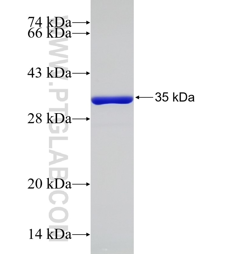 S100A16 fusion protein Ag2023 SDS-PAGE