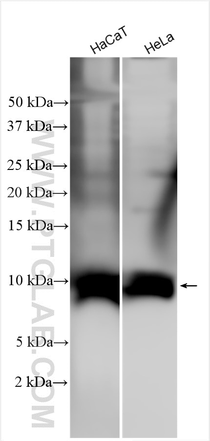 Western Blot (WB) analysis of various lysates using S100A2 Polyclonal antibody (15454-1-AP)
