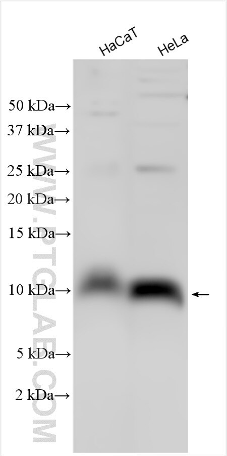 Western Blot (WB) analysis of various lysates using S100A2 Polyclonal antibody (15454-1-AP)